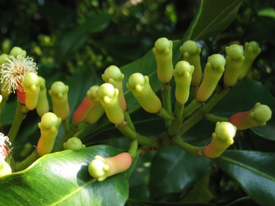 Abraham's Spice Garden